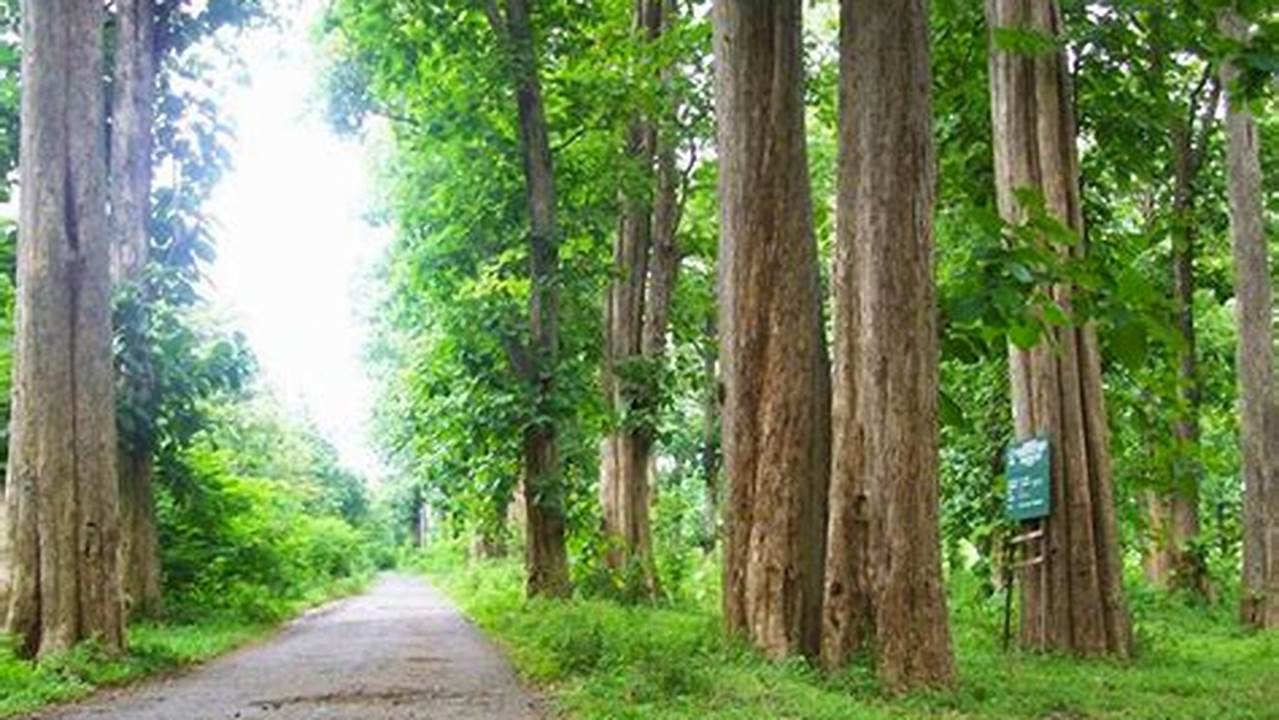 Simak Cara Menanam Biji Pohon Jati Yang Mudah Dan Praktis Di Artikel Ini., Pohon
