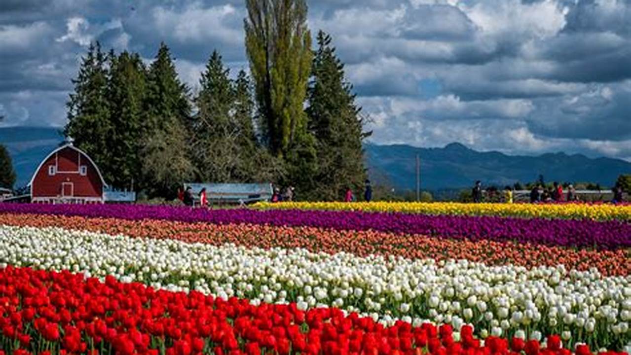 Skagit Valley Tulip Festival 2024 Brochure