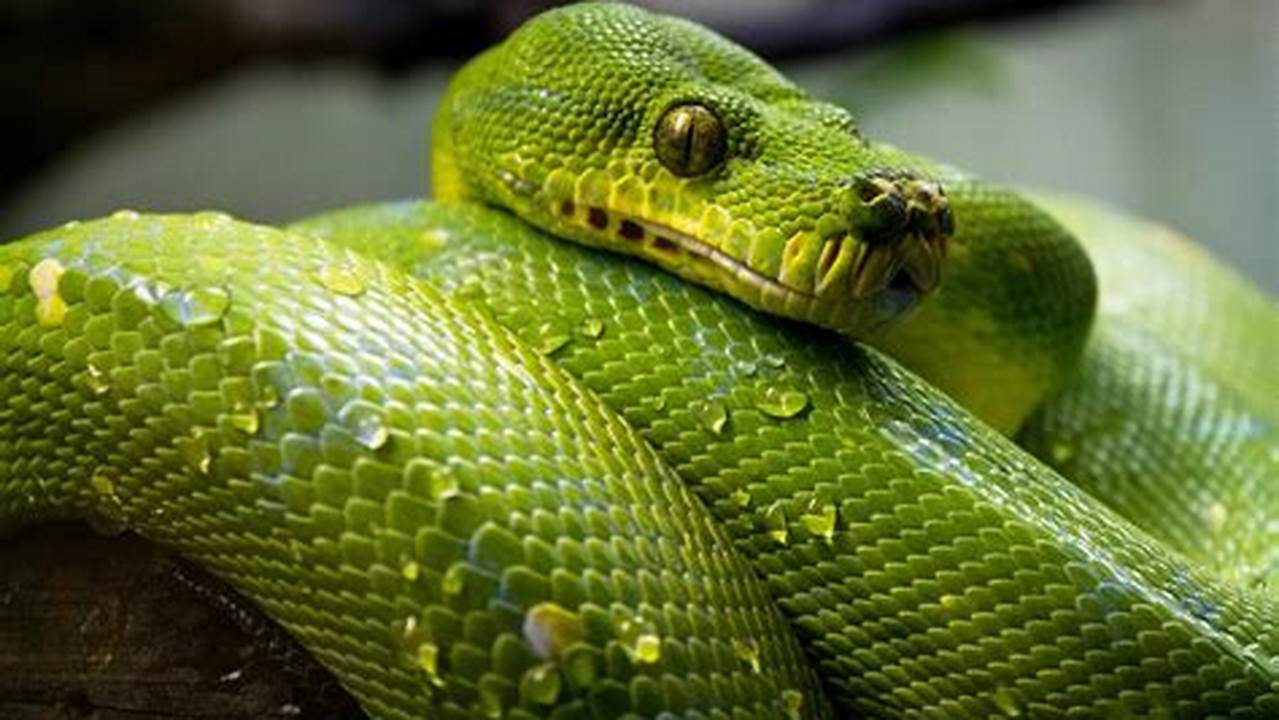 Snakes That Live In The Rainforest Are Some Of The Best Varied And Complicated Ecosystems On Our Universe., Images