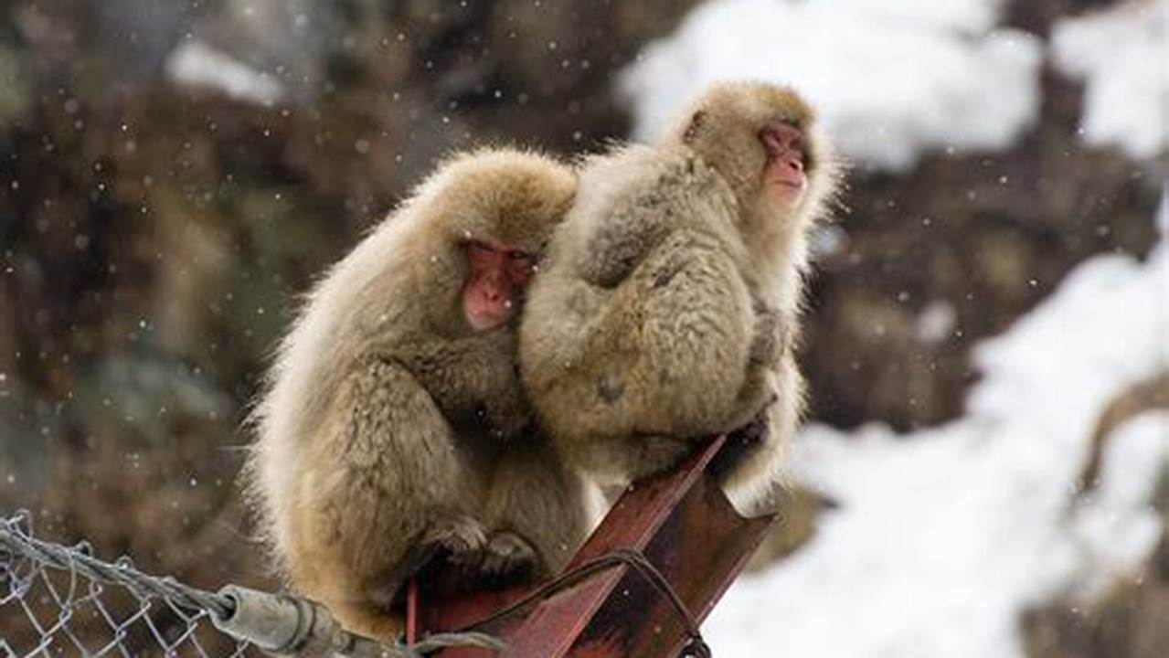 Snow Monkeys Japan Tours