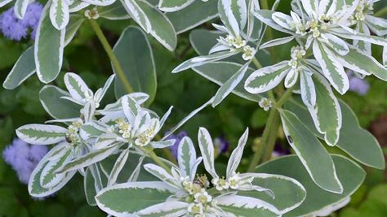 How to Grow and Care for the Striking Snow On The Mountain Plant