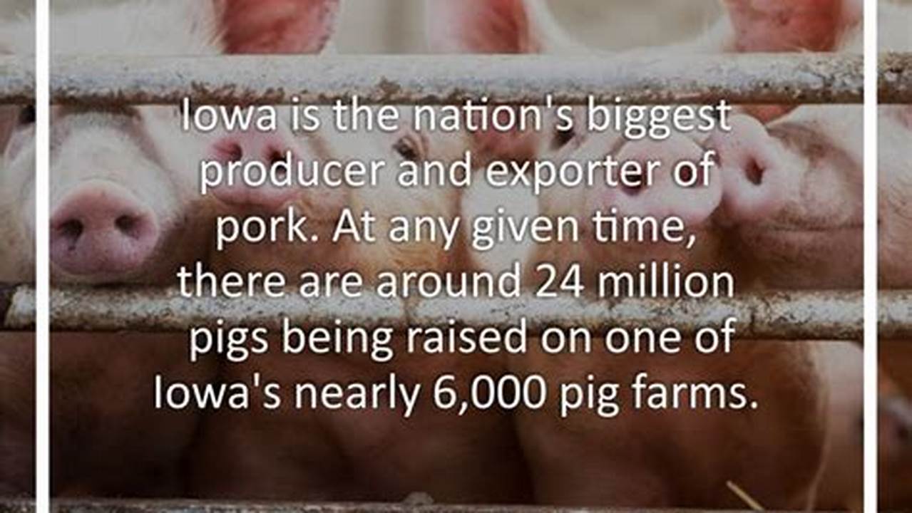So Here Are Five Facts About Pigs In Iowa., 2024