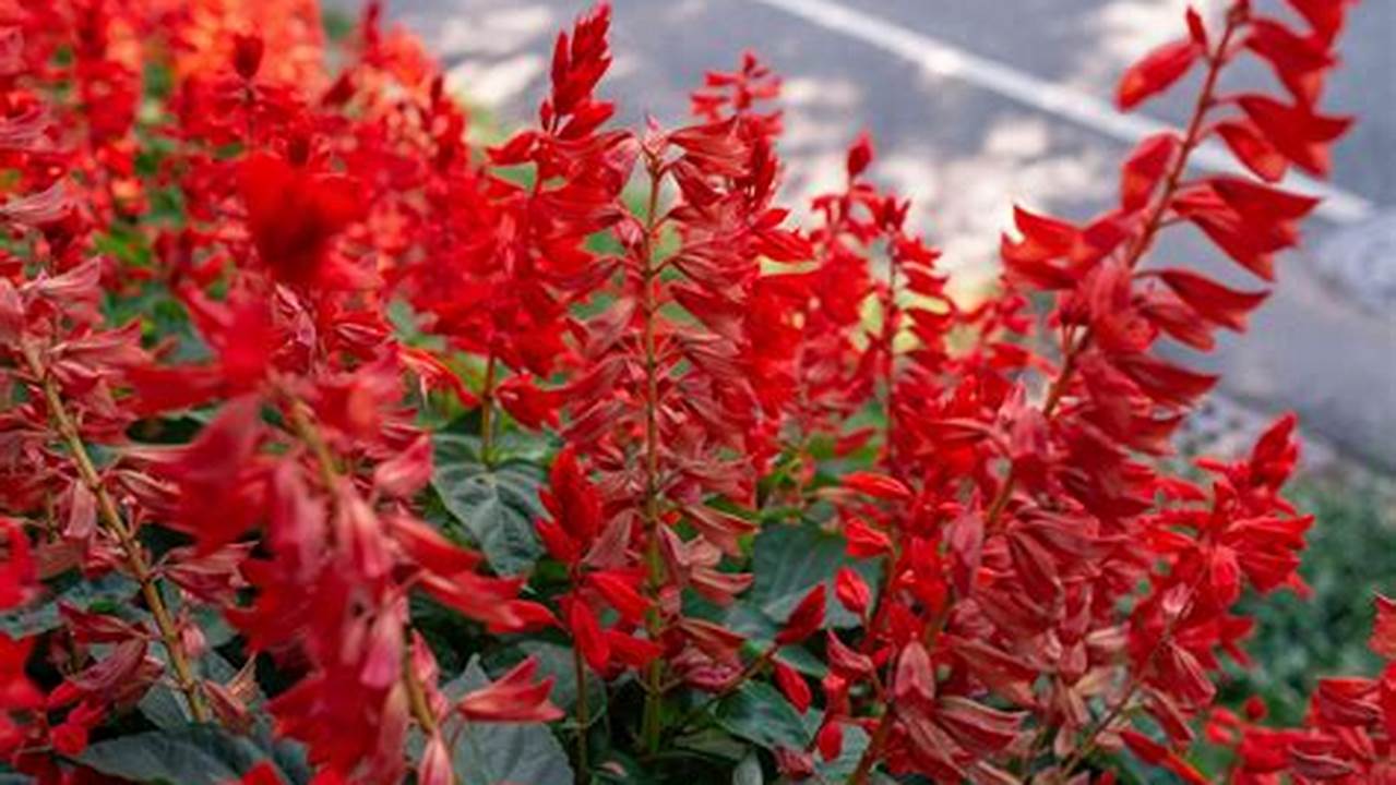 Soluções Para Os Problemas Enfrentados Pela Fatec SP Em Determinada Planta Flores Vermelhas, Plantas