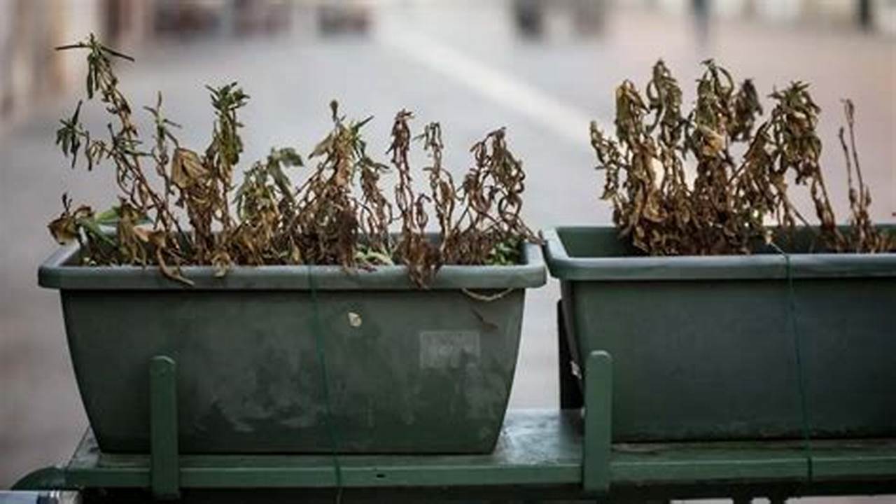 Soluções Para Os Problemas Relacionados Com O Sonho Com Plantas Mortas, Plantas