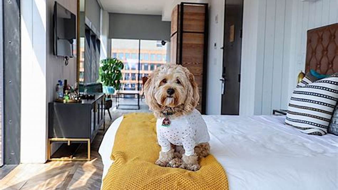 Some Hotels Charge A Pet Fee, So Be Sure To Factor This Into Your Budget., Pet Friendly Hotel