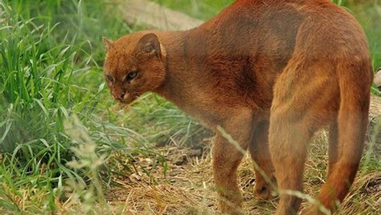 Spesies Unik Dan Endemik Di Danau Seliger