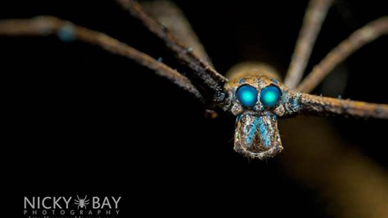 Spider Eye (Mata Laba-laba), Resep6-10k