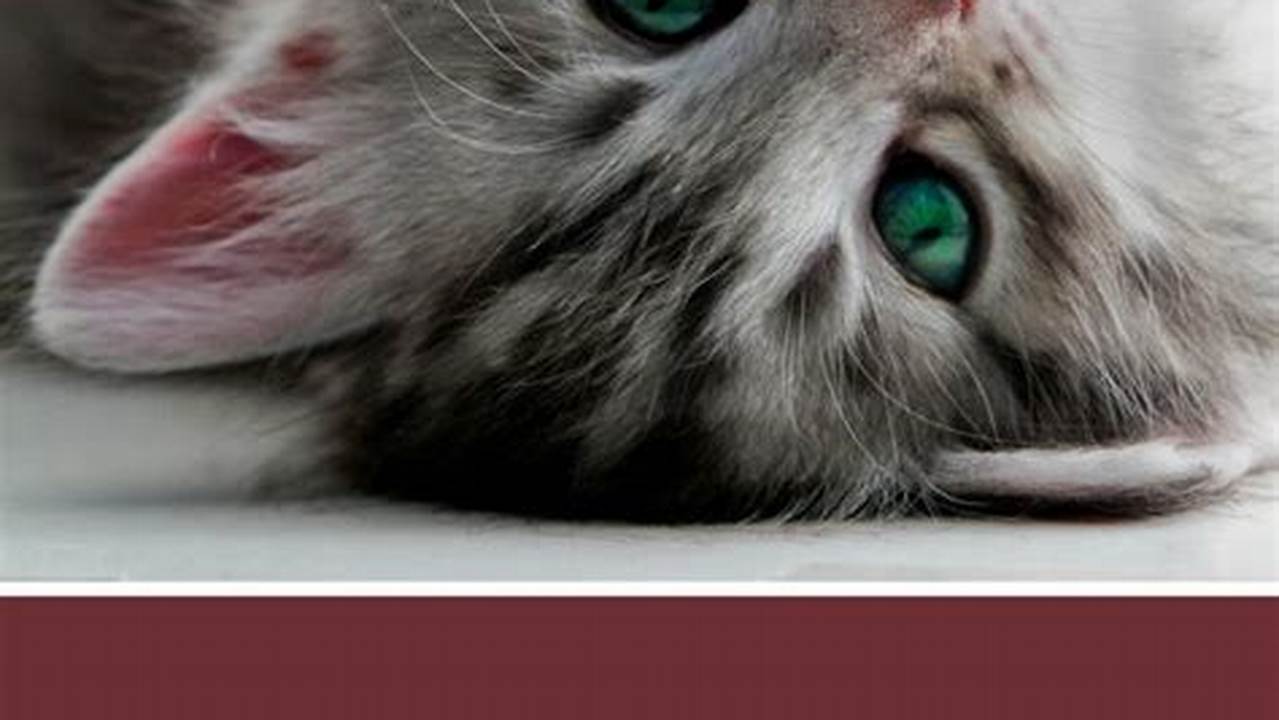 Die ultimative Sammlung lustiger Sprüche über Katzen: Zum Schmunzeln und Lachen!