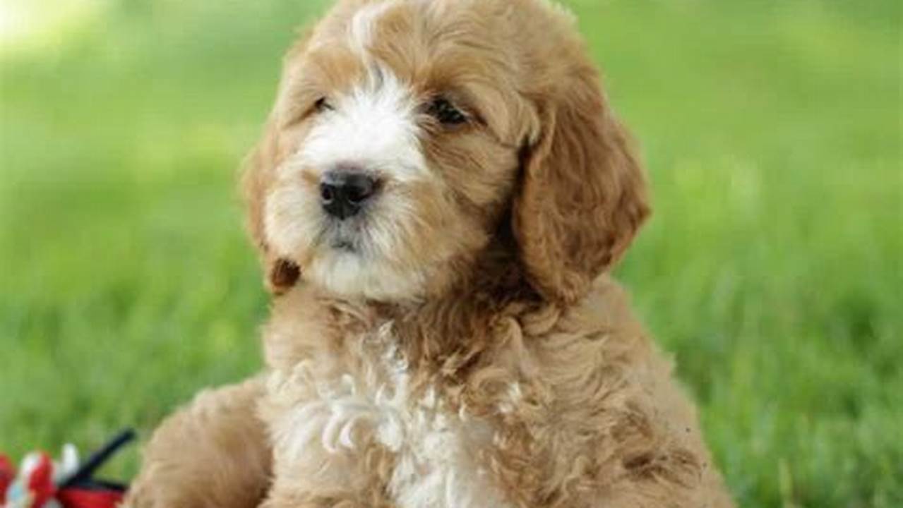 Standard Goldendoodle Puppies For Sale | Forever Goldendoodles | Ohio., Images