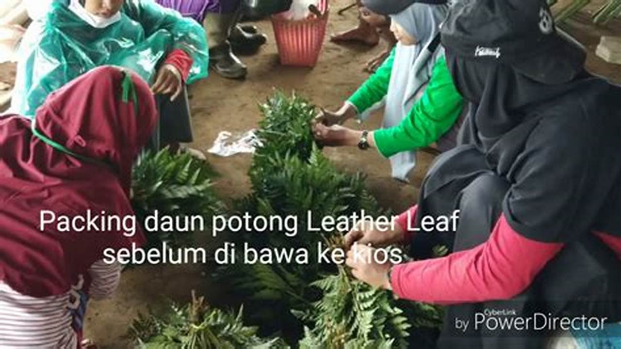 Strategi Pupuk Rahasia Leather Leaf, Temukan Rahasianya!
