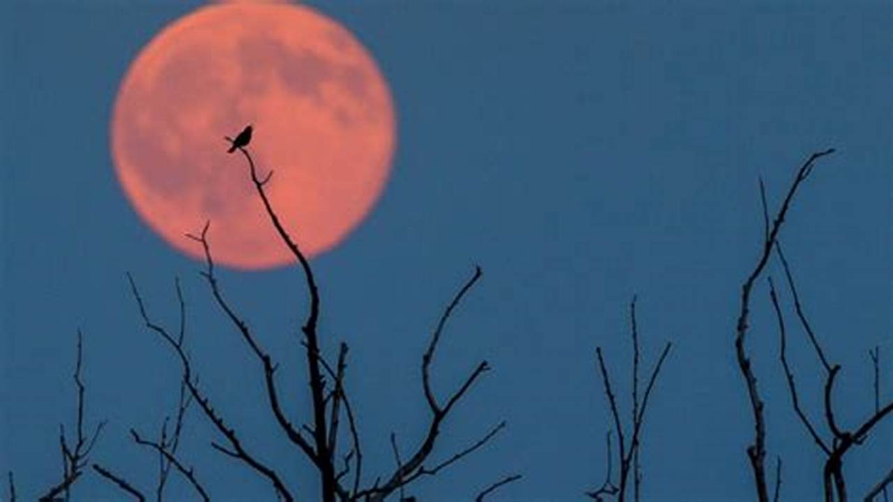 Strawberry Moon Owl In