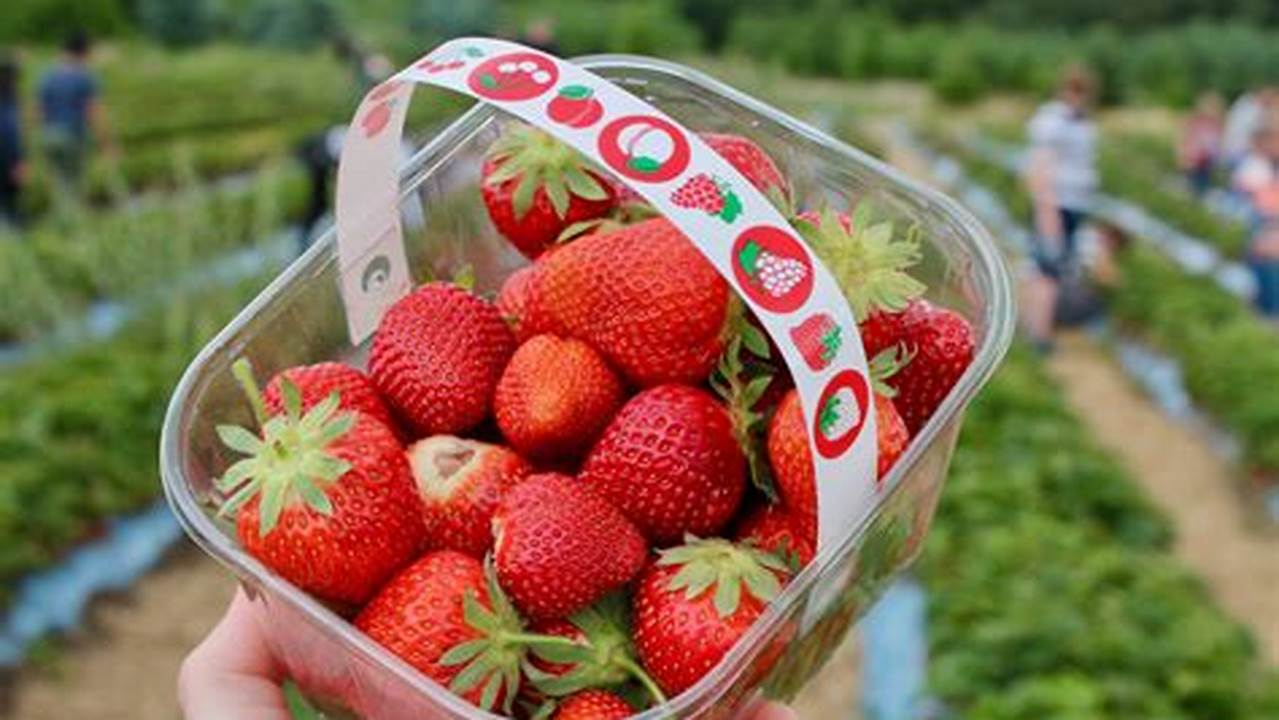 Strawberry Picking 2024