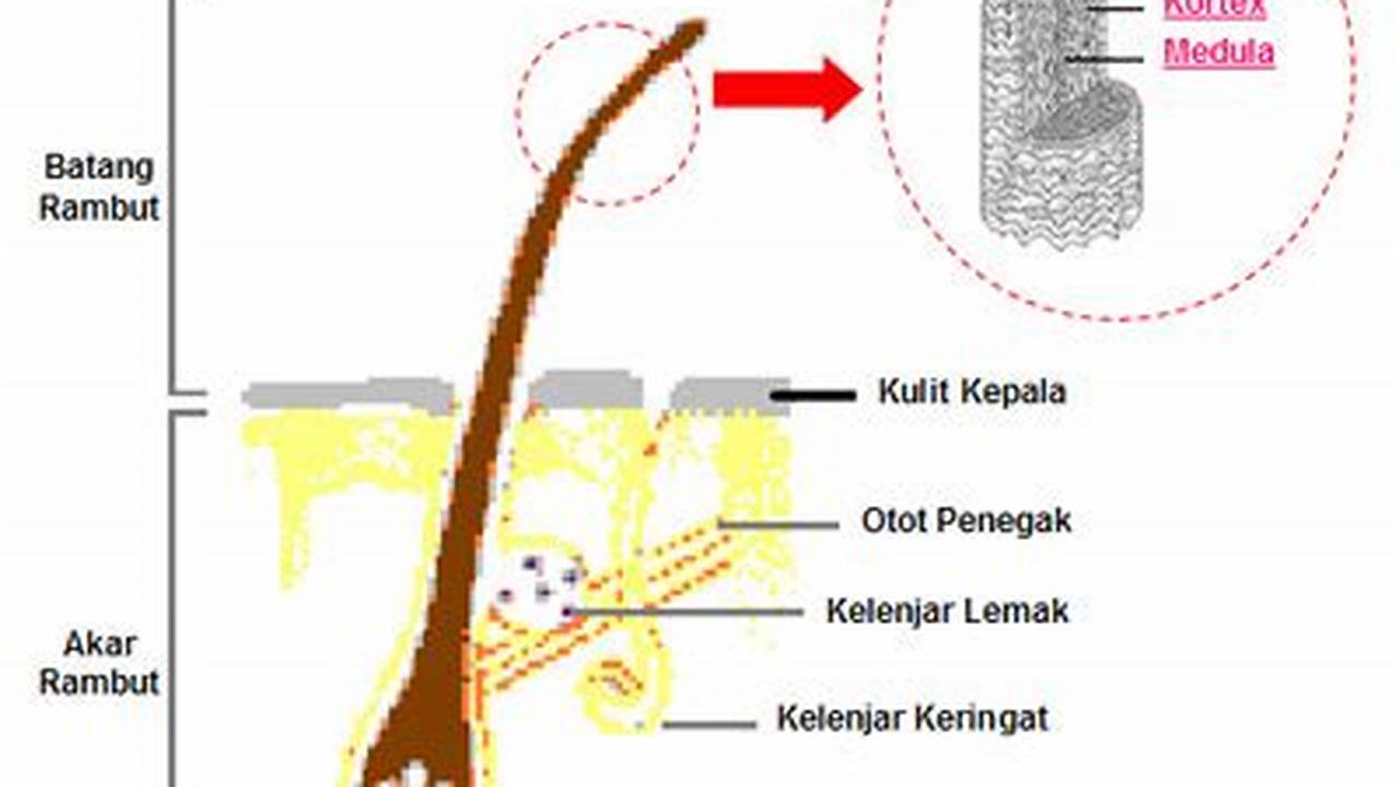 Struktur Rambut, Penyubur Rambut