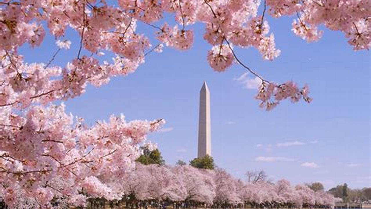 Sunrise At The Tidal Basin On Sunday Amid Cherry Blossom Peak Bloom., 2024