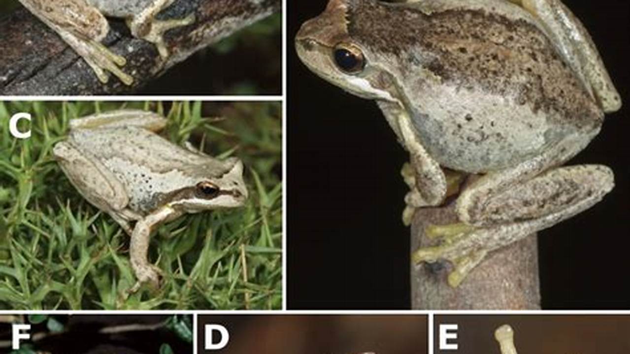 Systematic Assessment Of The Brown Tree Frog (Anura, 2024