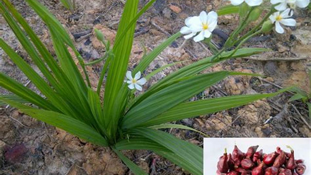 Temukan Rahasia Tanaman Bawang Dayak: Manfaat & Khasiatnya yang Menakjubkan