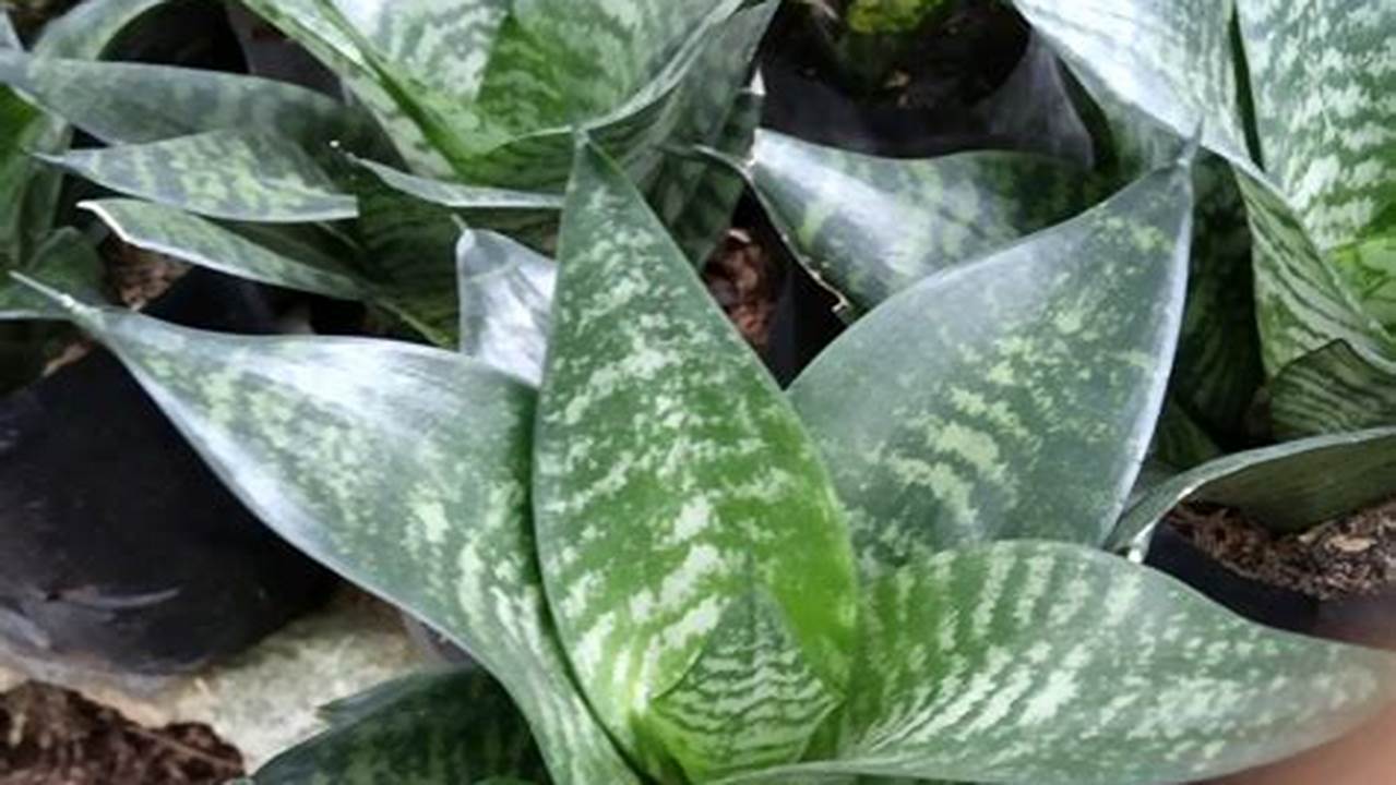 Tanaman Lidah Mertua Merupakan Tanaman Yang Tergolong Dalam Genus Dracaena Dari Keluarga Ruscaceae., Pohon