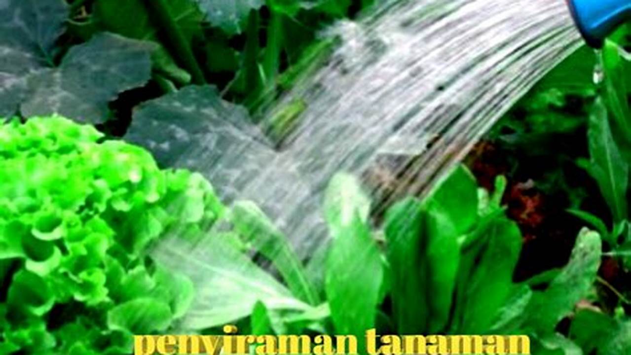 Panduan Penyiraman Aeradachnis: Temukan Rahasia untuk Tanaman Subur!