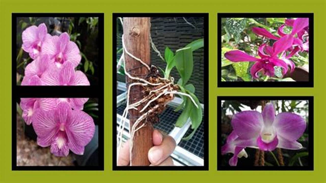 Teknik Penyiraman Anggrek Dendrobium: Rahasia Bunga Spektakuler