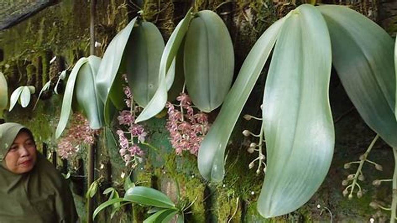 Rahasia Pemangkasan Anggrek Phalaenopsis: Temukan Teknik Terbaiknya