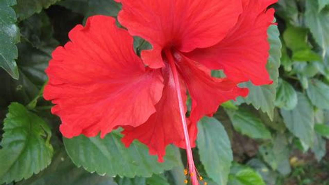Rahasia Pemangkasan Bunga Raya: Kunci Tanaman Hias Sehat dan Berbunga Lebat