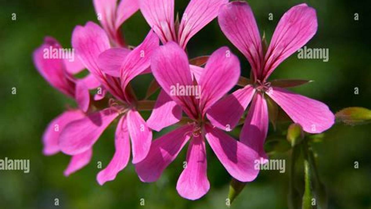 Rahasia Memangkas Pelargonium yang Mengagumkan: Temukan Teknik Terbaik untuk Tanaman Hias Anda!