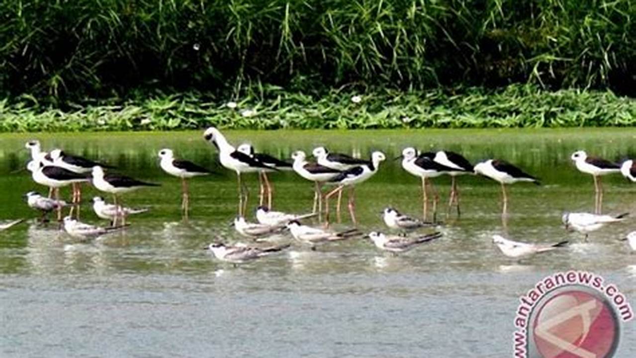 Tempat Persinggahan Burung Migran, Danau Terbesar