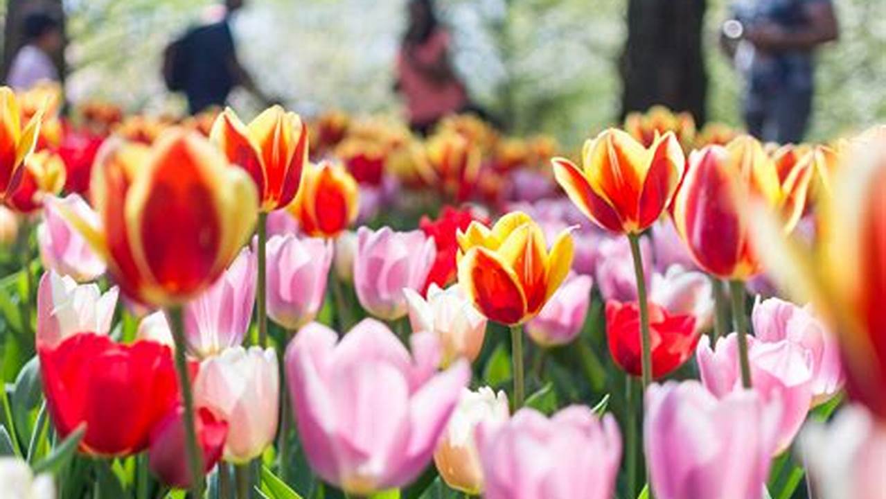 Temporada De Tulipanes En Holanda 2024