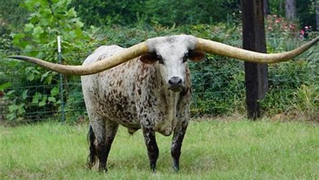 Texas Longhorns Record 2024