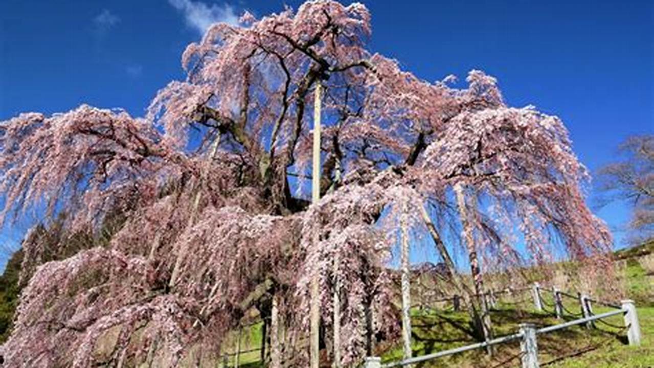 The 101 Japanese Cherry Trees Were Were A Gift From Japan Who Sent 6,500 Cherry Trees To The Uk., 2024