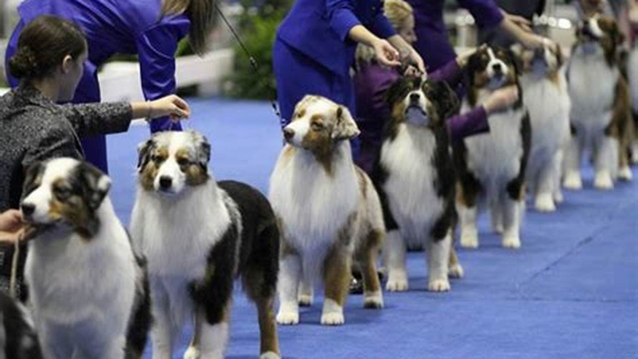 The Akc Dog Show 2024 Is A Prestigious Event Showcasing Top Purebred Dogs, Featuring Various Competitions Including Conformation, Obedience, And Agility., 2024