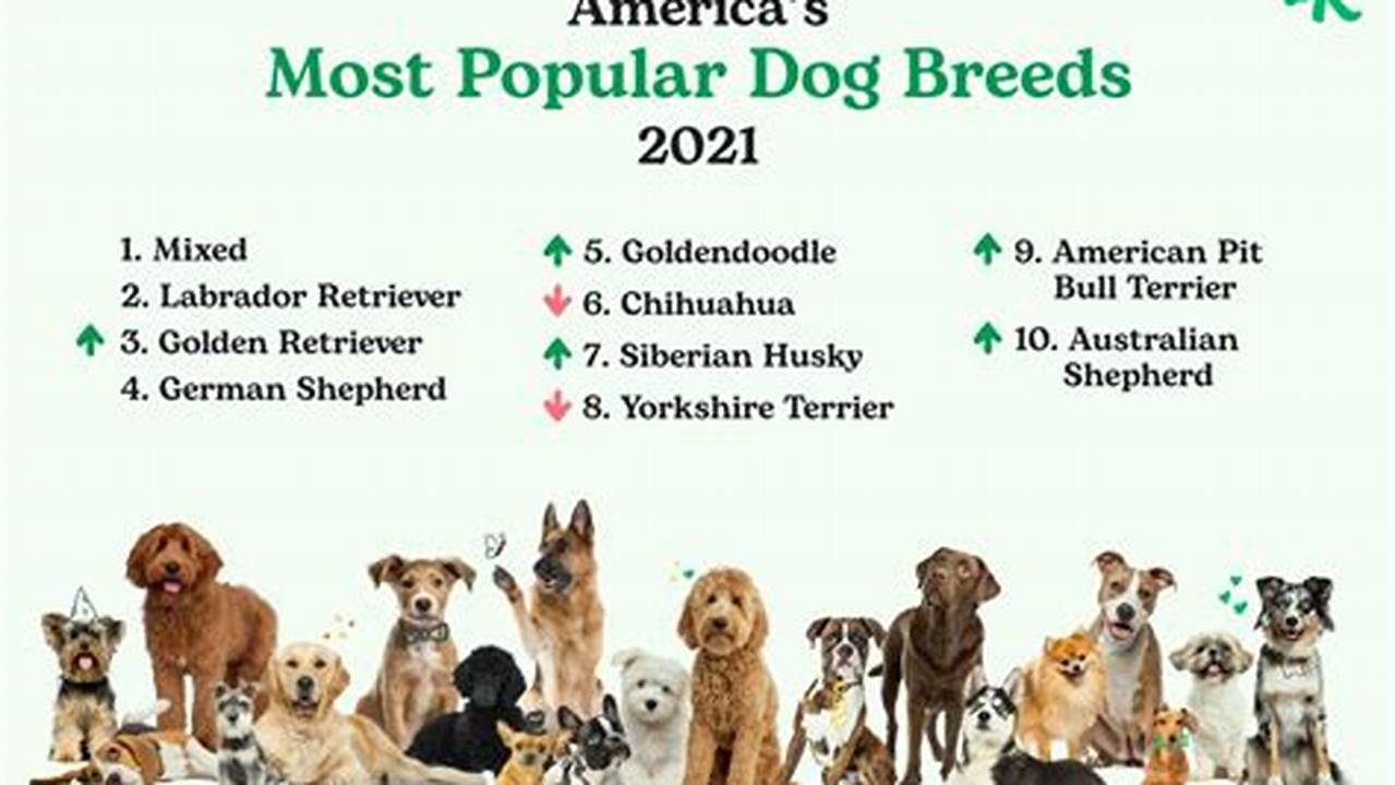 The Akc Releases Its Most Popular Breeds Each Summer, So The Most Recent Data Available Now Is Considered To Be 2022., 2024