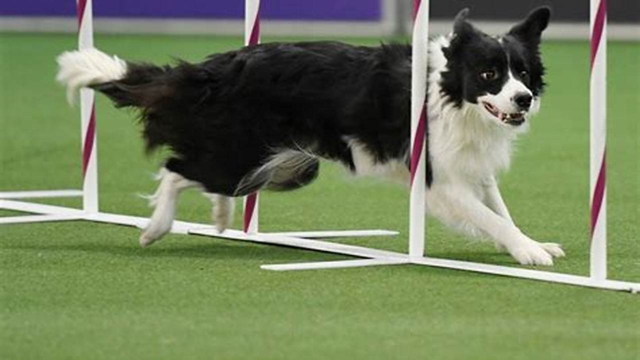 The Annual Dog Show—A Conformation Competition For Purebred Dogs—And The Masters Agility Championship And., 2024