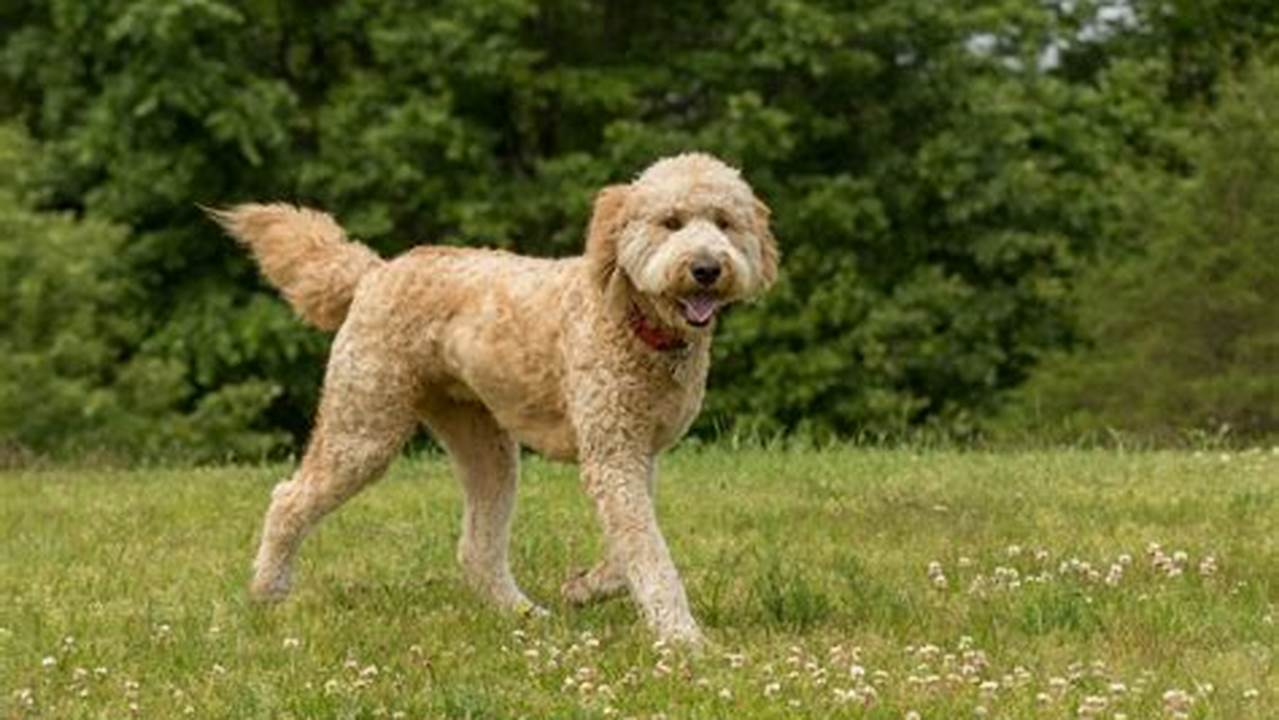 The Average Lifespan Of A Goldendoodle Is Typically Between 10 To 15 Years, Influenced By Genetics, Activity Level, And Any Health Issues They May Have., Images