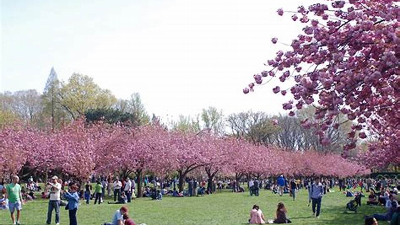 The Bloom Report Says You&#039;ll Find Cherry Blossoms Budding At The Brooklyn Botanic Garden., 2024