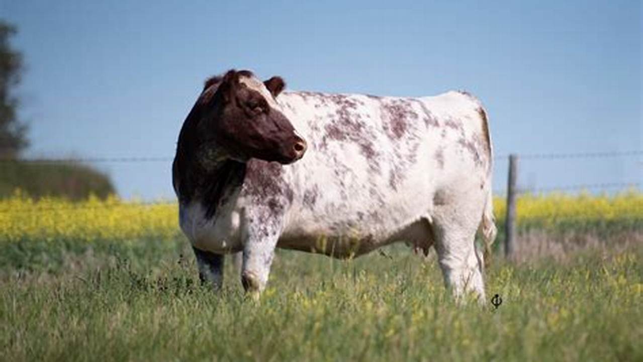 The Canadian Shorthorn Report Get All The Latest Information On Shorthorns And Shorthorn Breeders In Canada, 2024