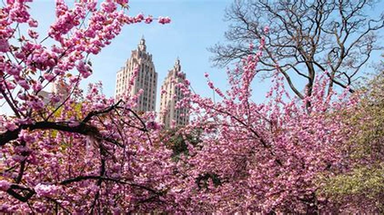 The Central Park Conservancy’s Cherry Blossom Tracker Can Tell You Exactly Where To Find Them And When To Visit., 2024
