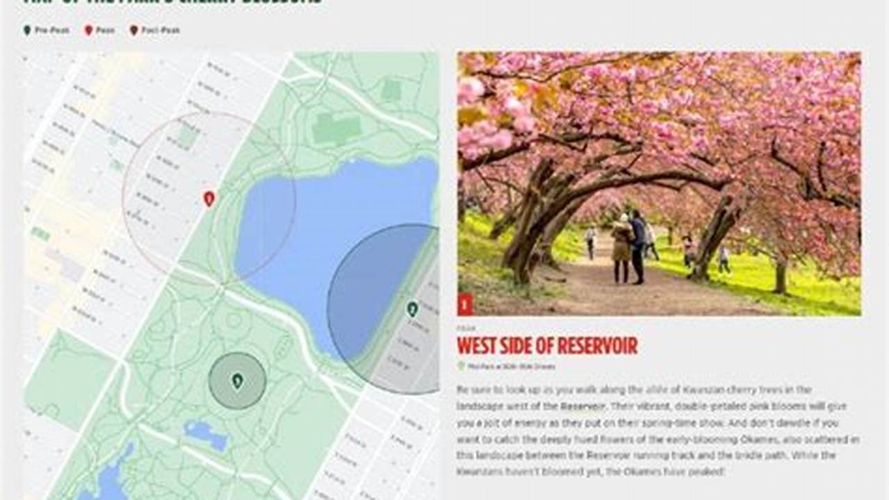 The Central Park Conservancy Has Officially Launched An Interactive Cherry Blossom Tracker Map To Help New Yorkers Find Where The Picturesque Trees Are., 2024