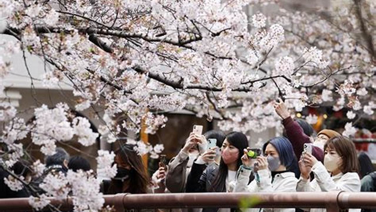 The Cherry Blossoms Are Again Expected To Open Ahead Of Their Average Schedule This Year., 2024