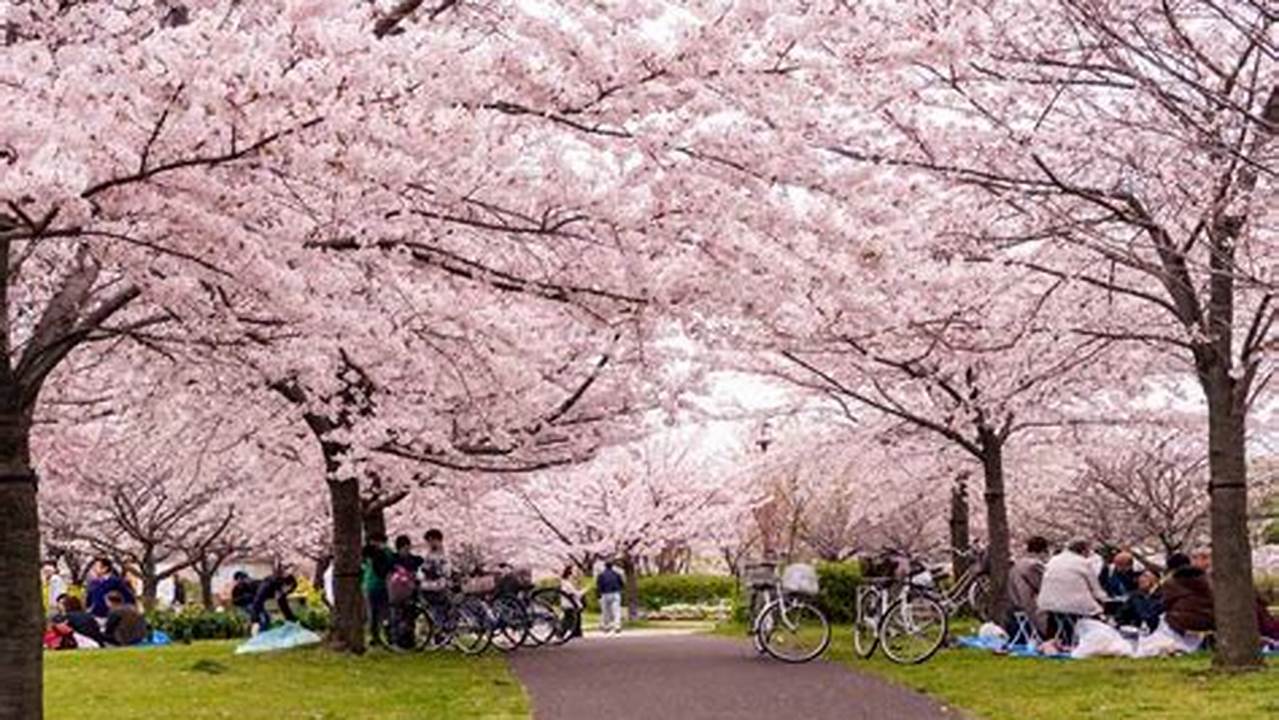 The Cherry Buds Were Still Far From Pink On Our Morning Visit To Ueno Park, Suggesting That The Beginning Of The Flowering Season Still Lies At Least A Week In The Future., 2024