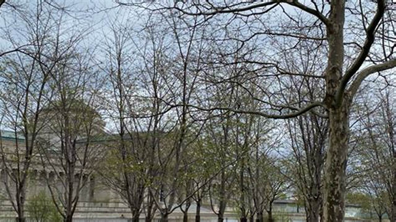 The Chicago Park District Is Excited To Announce That More Than 190 Cherry Trees, Located Along The Columbia Basin In Jackson Park, Near 6401 S., 2024
