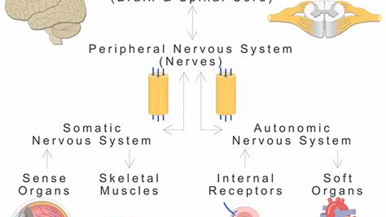 The Cns Receives Sensory Information From The Nervous System And Controls The Body&#039;s Responses., Images