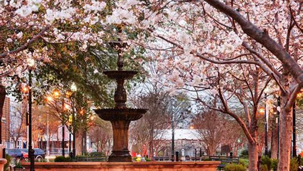 The Festival Celebrates Gorgeous Cherry Trees And Blooms In The Town Of Macon., 2024