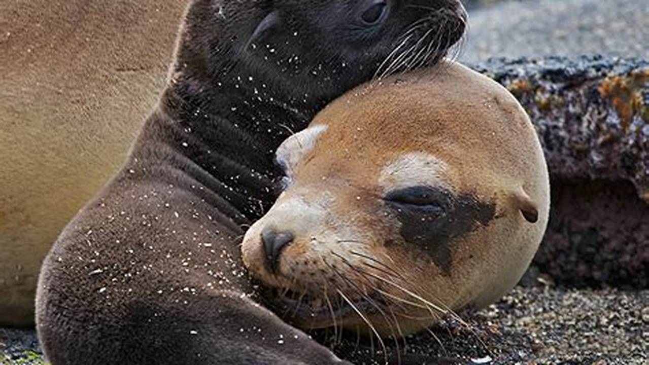 The Galápagos Sea Lion, The California Sea Lion, The Australian Sea Lion, The South American Sea Lion, Steller’s Or Northern Sea Lion, And The., Images