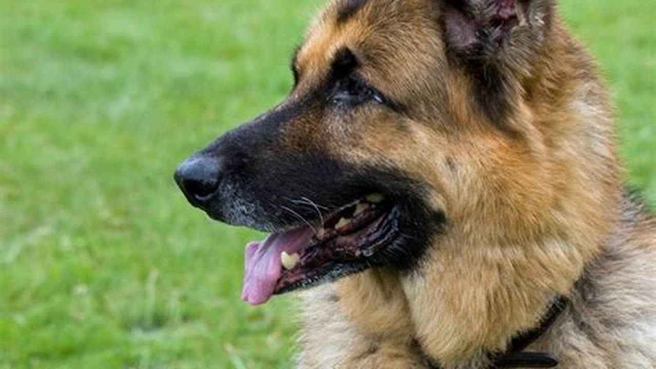 The German Shepherd Dog Is Currently Ranked No., 2024