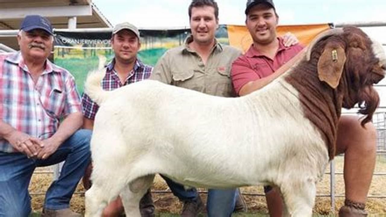 The Grand Champion Goat Sold For $305,000, Surpassing Last Year&#039;s Record Of $240,000., 2024