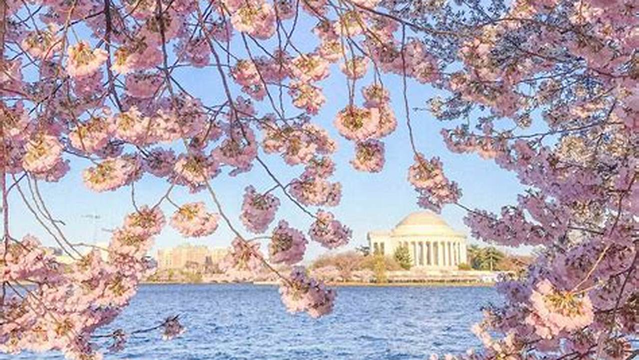 The Iconic Pink And White Blossoms That Transform Washington, D.c., At The Beginning Of Spring Have Officially Hit., 2024