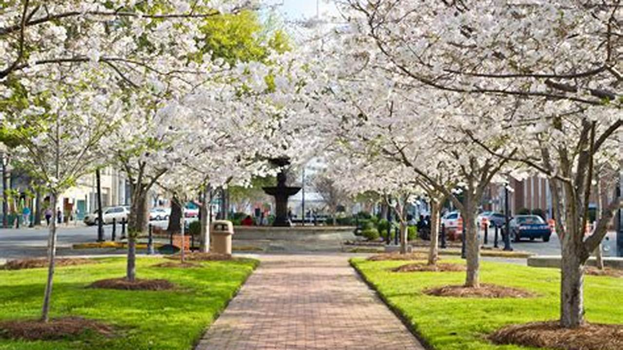 The International Cherry Blossom Festival Blooms Each March In Macon, Ga., 2024
