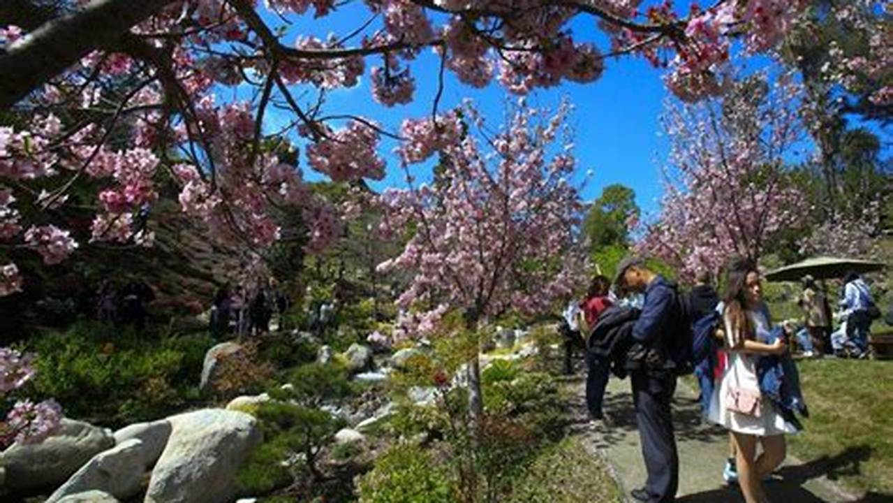 The Japanese Friendship Garden’s Annual Cherry Blossom Festival., 2024