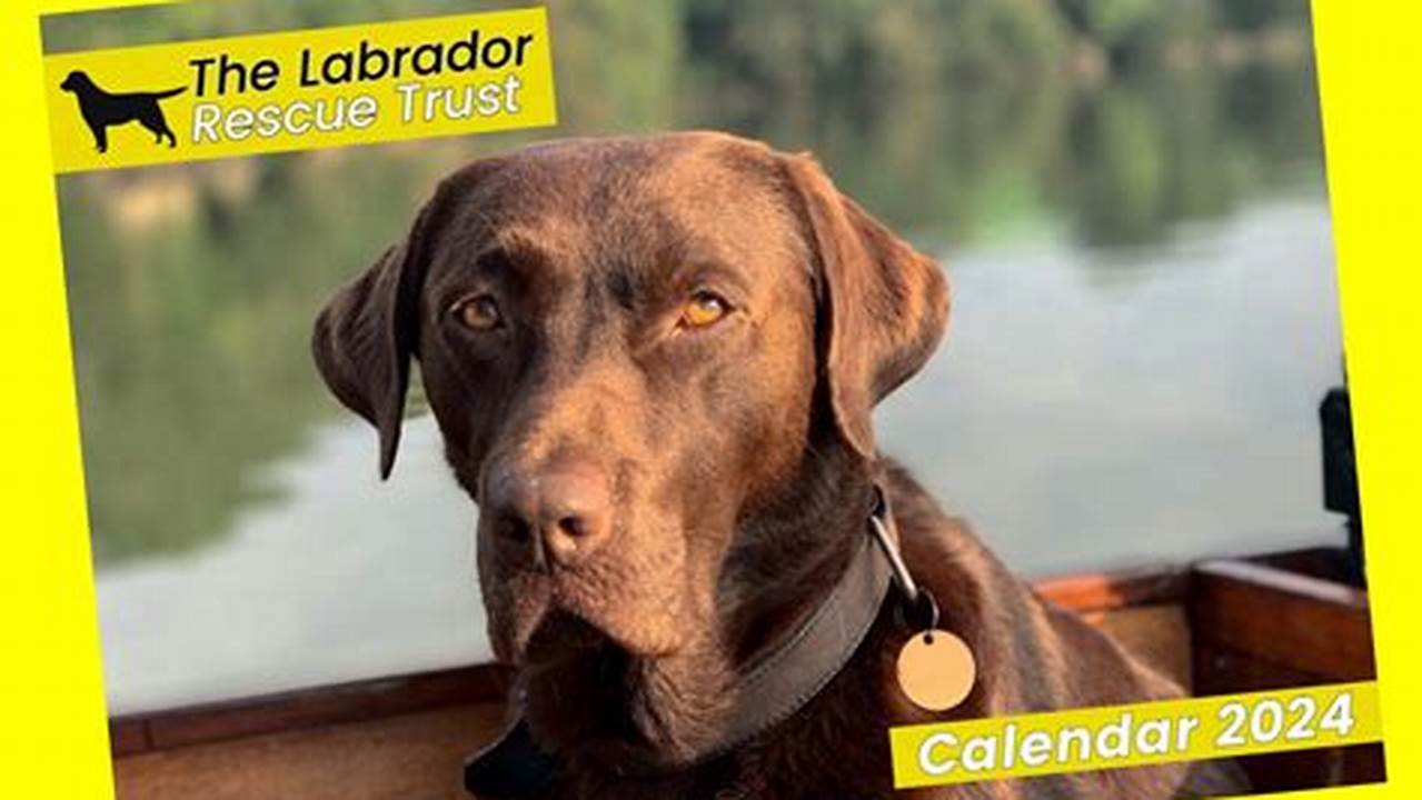 The Labrador Rescue Trust Calendar 2024., 2024